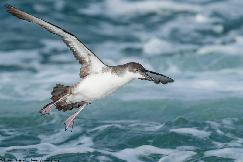 Puffin yelkouan