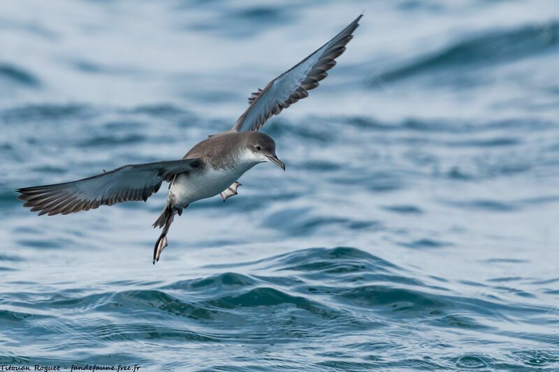 Puffin yelkouan