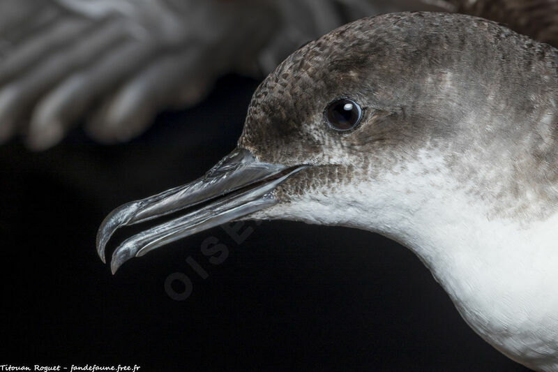 Puffin yelkouan