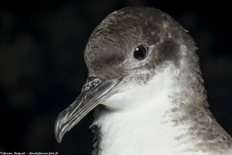 Yelkouan Shearwater