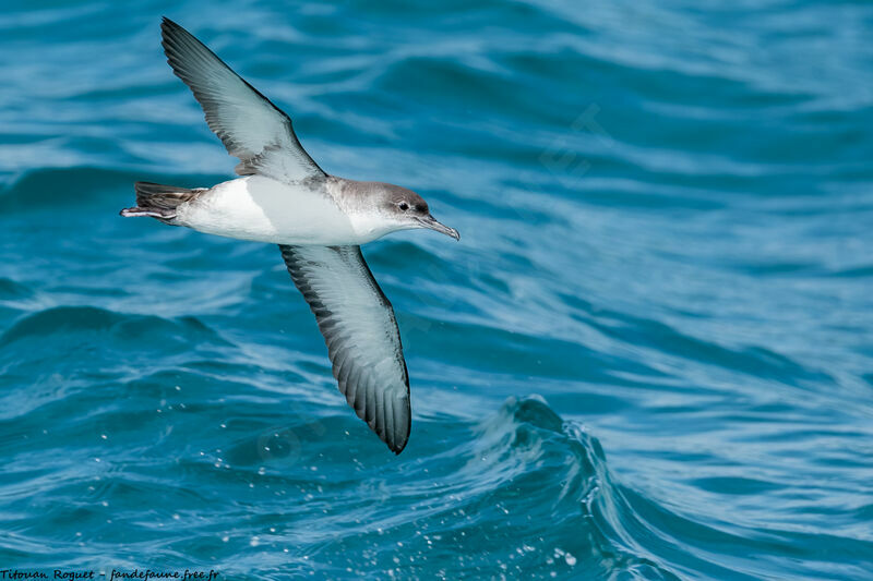 Puffin yelkouan