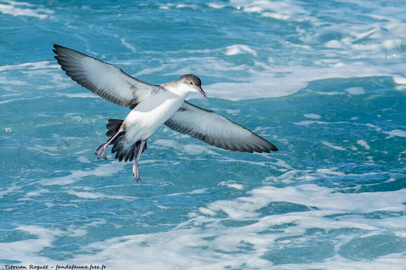 Yelkouan Shearwater