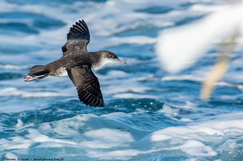 Yelkouan Shearwater