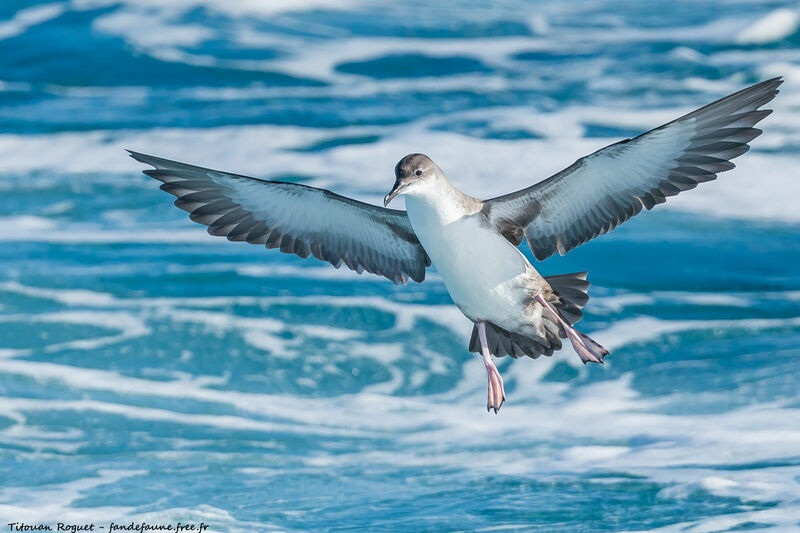 Yelkouan Shearwater