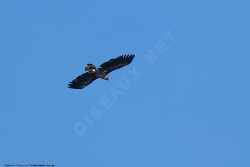 White-tailed Eagleimmature