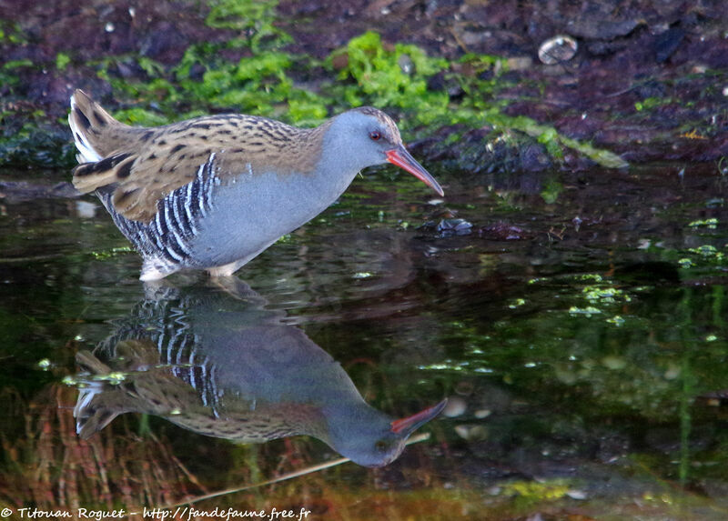 Râle d'eau, identification