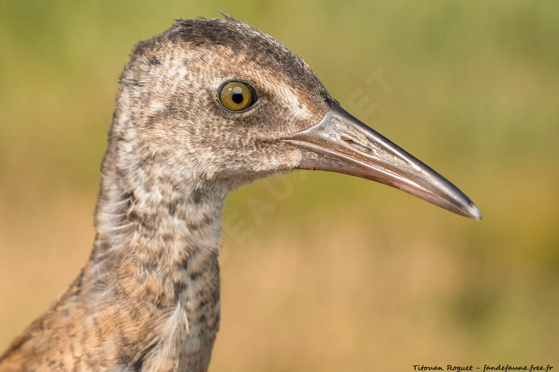 Water Rail