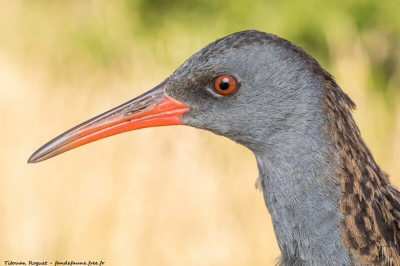 Water Rail