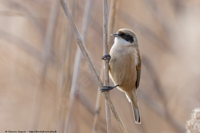 Rémiz penduline, identification