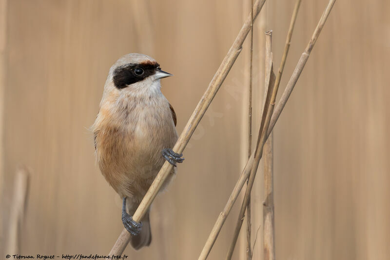 Eurasian Penduline Titadult, identification