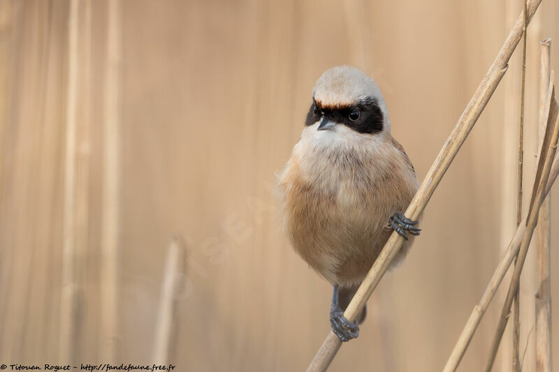 Eurasian Penduline Titadult, identification