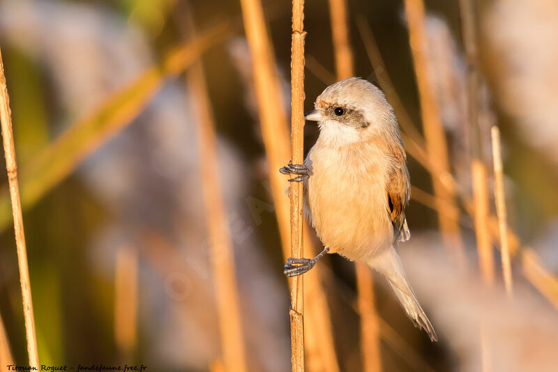 Eurasian Penduline Tit