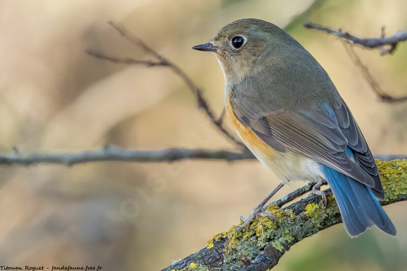 Red-flanked Bluetail