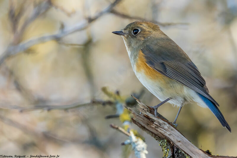 Red-flanked Bluetail