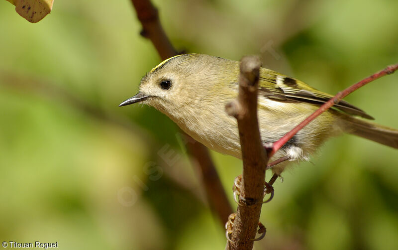 Goldcrest female adult, identification