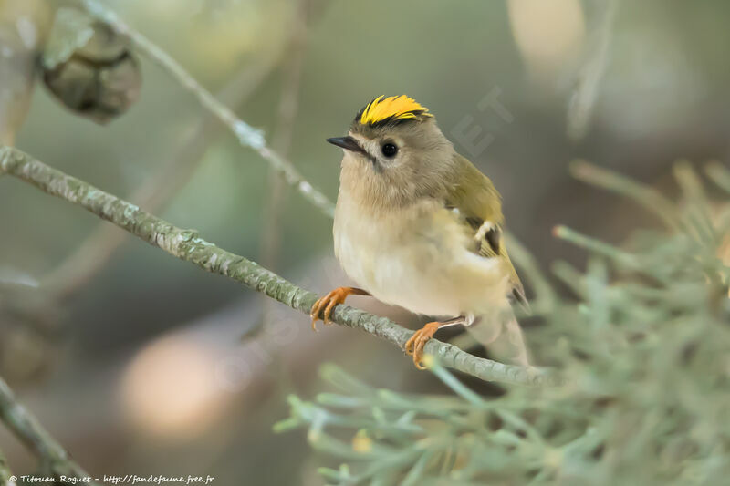 Goldcrest female