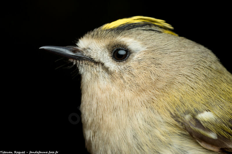 Goldcrest