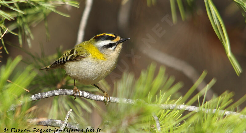 Common Firecrest, identification