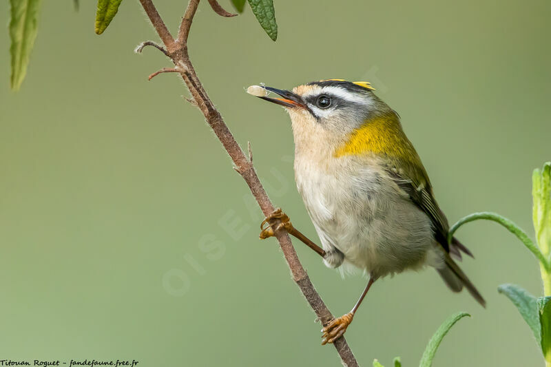 Common Firecrest