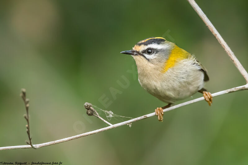 Common Firecrest