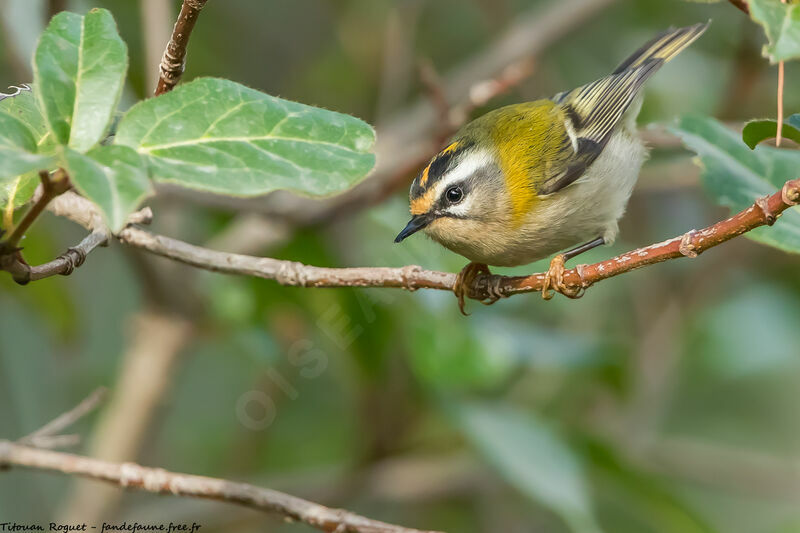 Common Firecrest