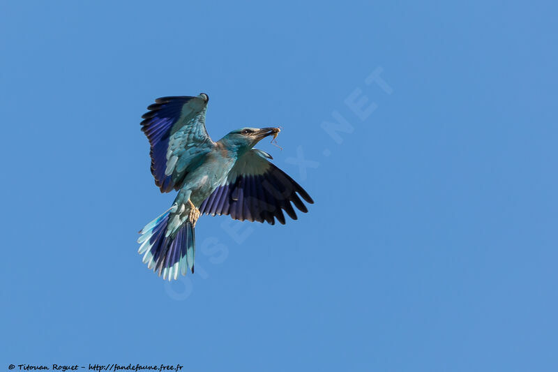 European Rolleradult breeding, aspect, pigmentation, Flight, eats