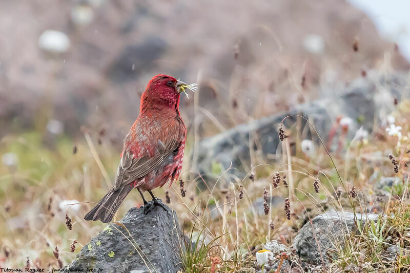 Great Rosefinch