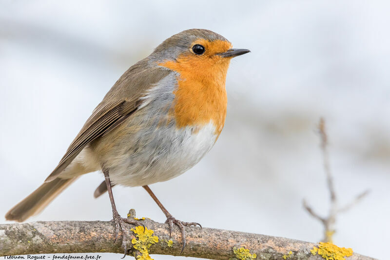 European Robin