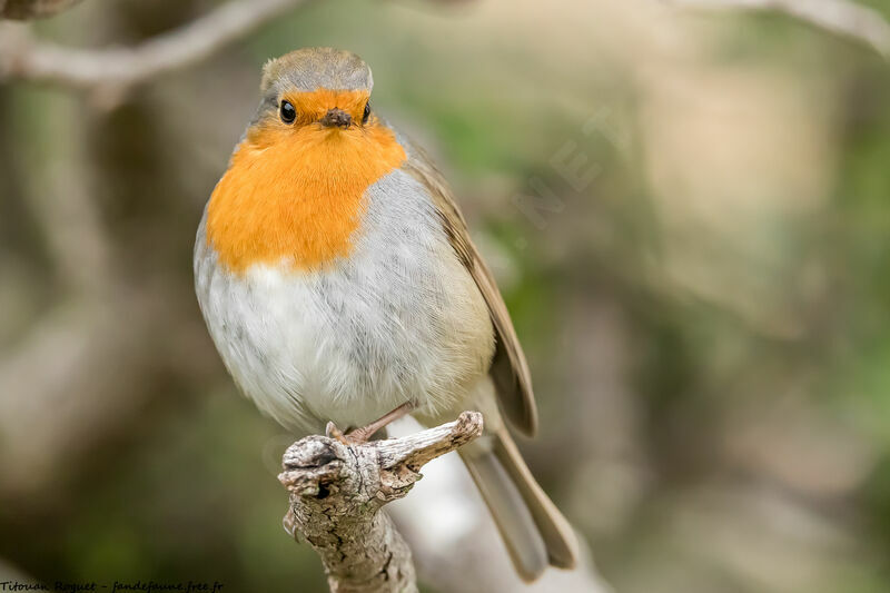 European Robin