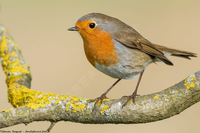 European Robin