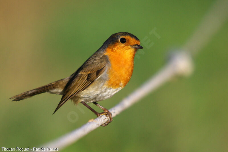 European Robin, identification