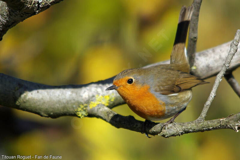 European Robin