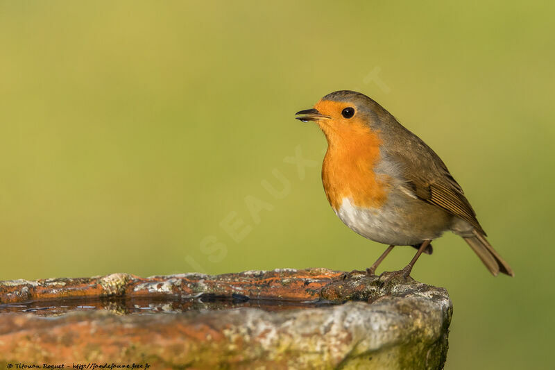 European Robin