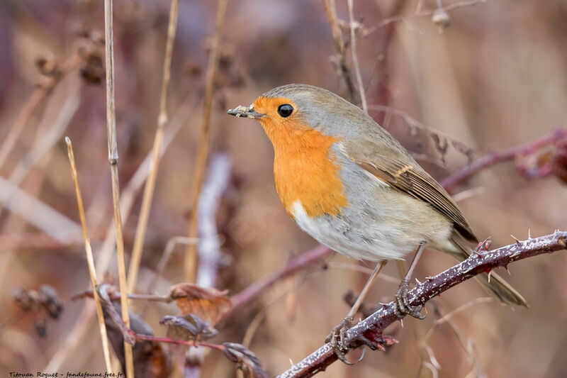 European Robin