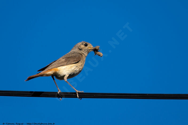 Common Redstart female adult, identification, eats