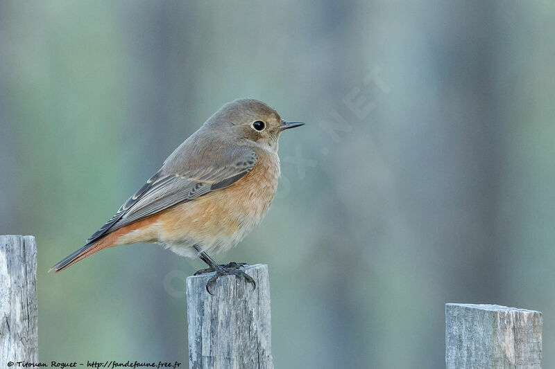 Common Redstart