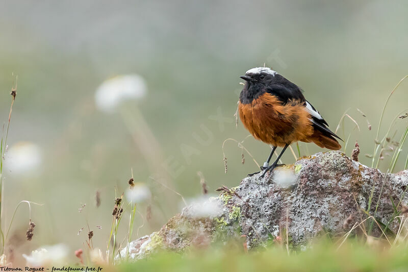 Güldenstädt's Redstart