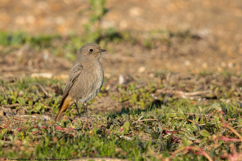 Black Redstart, identification