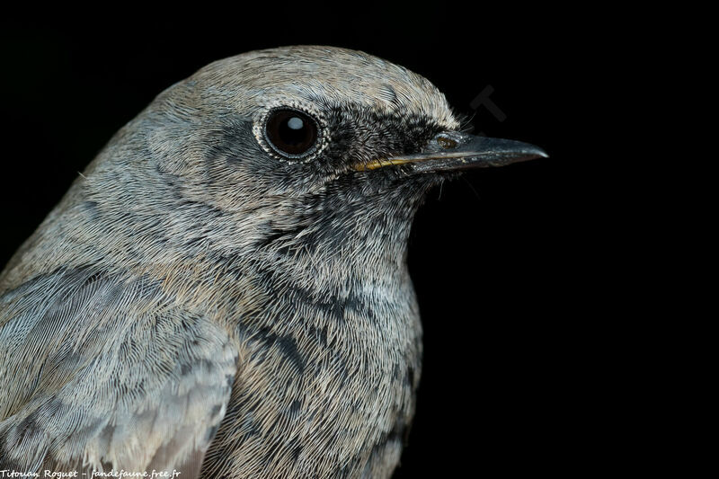 Black Redstart