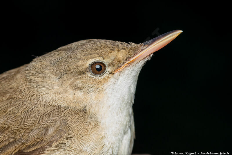 Common Reed Warbler