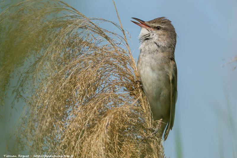 Great Reed Warbler, song