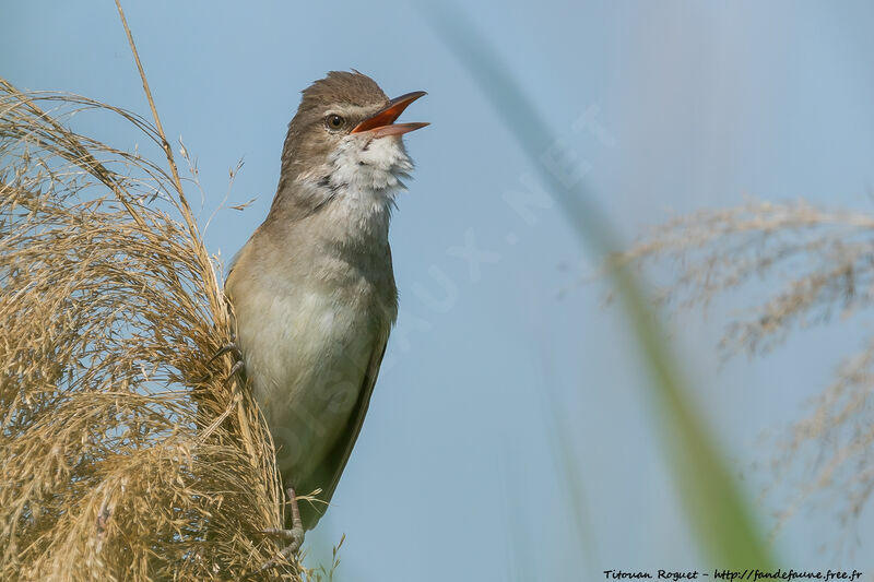 Great Reed Warbler, song