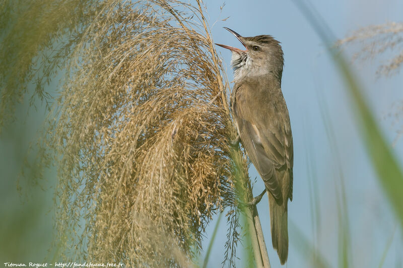 Great Reed Warbler, song