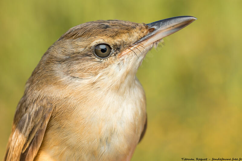 Great Reed Warbler