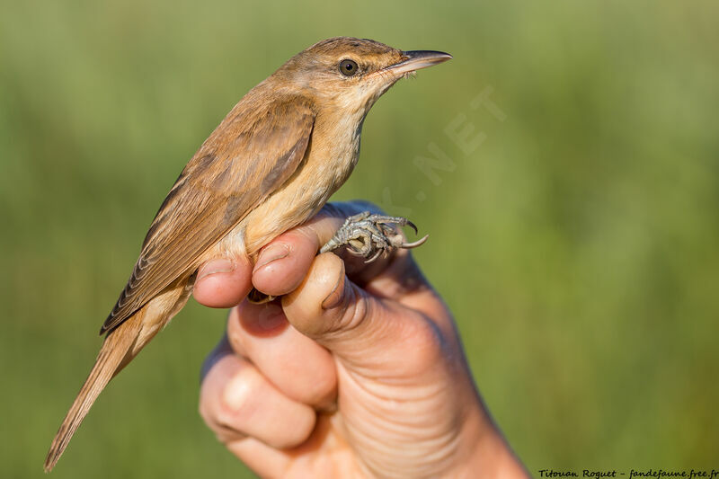 Great Reed Warbler