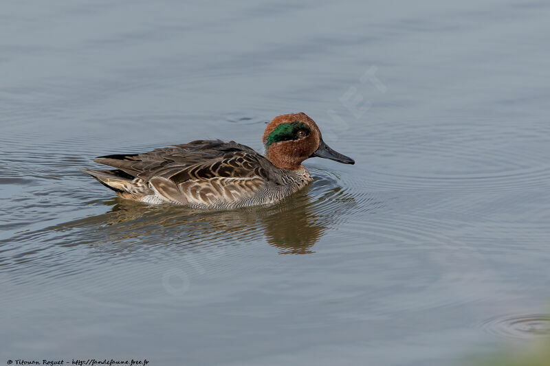 Eurasian Teal male