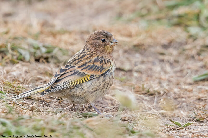 Red-fronted Serin