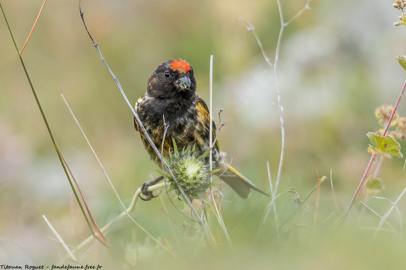 Serin à front rouge