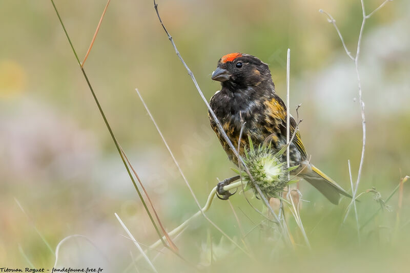 Red-fronted Serin