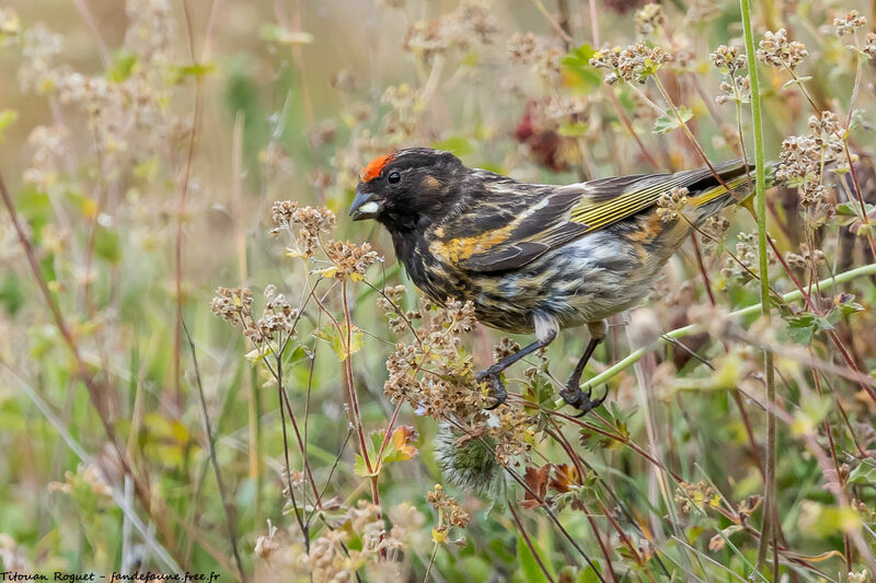 Red-fronted Serin